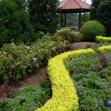 ‘Sunshine’ Ligustrum