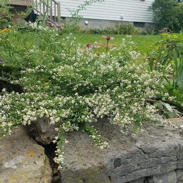 Low Maintenance Wildlife Garden in New York's Capitol Region