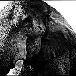 Laurent Baheux - Products