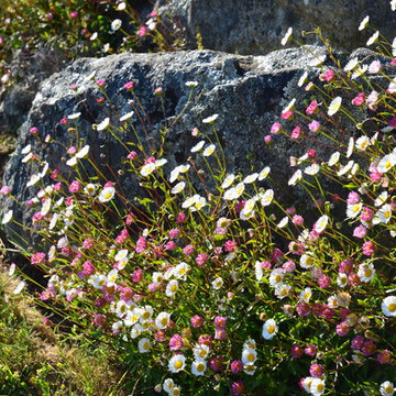 Drought Tolerant Plants