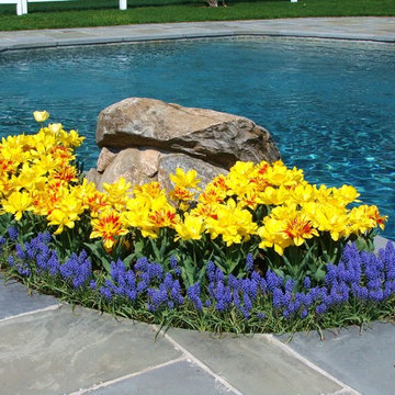 Spring bulb garden at pool