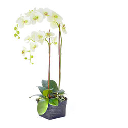 Industrial Garden 13179 50" Phaleonopsis Plant in Basket Planter - Artificial Plants And Trees
