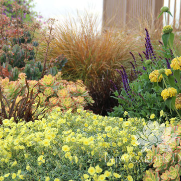 Dry Garden, Palos Verdes, CA