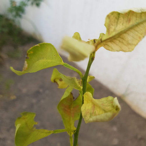 Citrus (lemon and orange) leaves wilting and curling