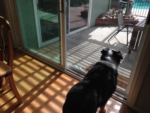 Entry Mat For Sliding Glass Door, Dog Scratching Sliding Glass Door