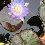 Cindy Landon's photo