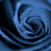 Indigo Rose's photo