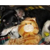 Papillon Sheltie's photo
