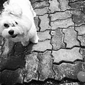 Il Kova's photo