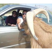 Ola Yehya's photo