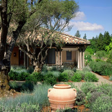 Drought & Mediterranean garden influences