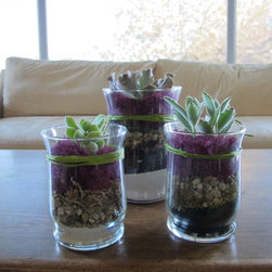 Succulent Jars - Products