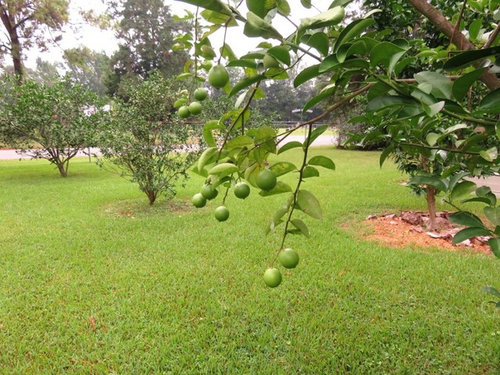 What to do with Palestine Sweet Lime