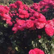 Rose Hoare's photo