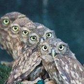 Anna Koksharova's photo