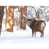 Mike Mahon's photo