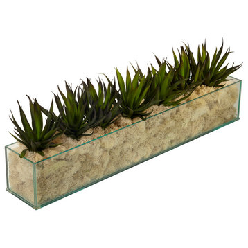 Agave in Rectangle Glass With Cream Moss
