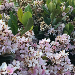 Current Featured Plants - Products