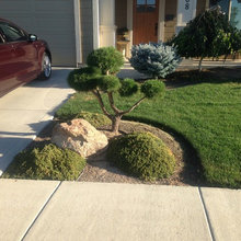 Trees, Shrubs, & Flowers