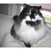 Lisa Black's photo