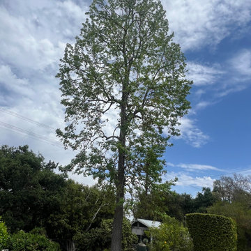 Tree Care