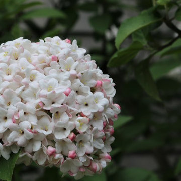 Garden Plants