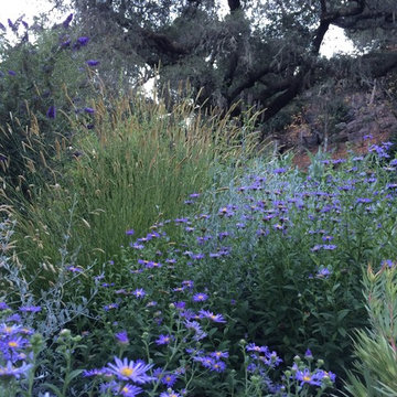 Sonoma County Garden
