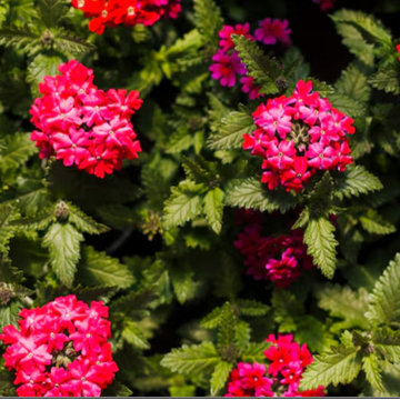 How to Succeed with Landscape Success: Geraniums, Clubmoss & White Violet