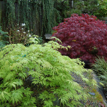 Japanese Maples