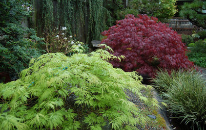 13 Japanese Maples for Shade