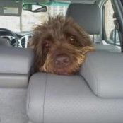 Nancy Sciara-Hazlett's photo