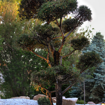 Treestead Retreat