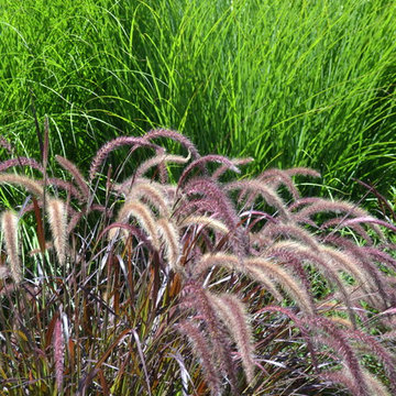 Plant Material- North Bay