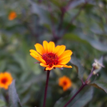 Prairie Garden