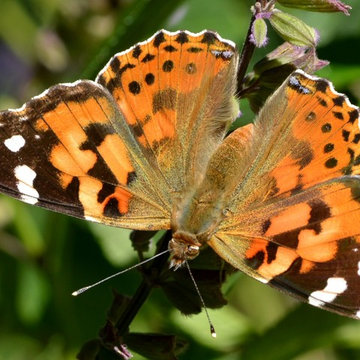 Papillon