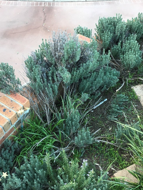 Help with lavender do I replace? Houzz AU