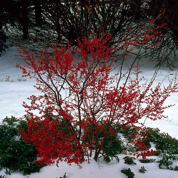 Winter Interest