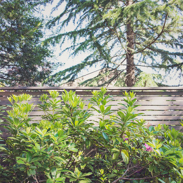 Horizontal Slat Fencing with Rhododendrons