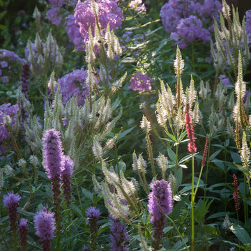 The Perennials of High Summer