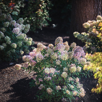 Bellevue Northwest Modern Garden