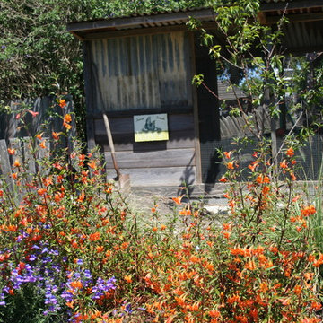 Fairlands Back, California Natives and Edibles