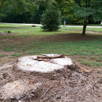 Stump Grinding of about a 5ft wide stump