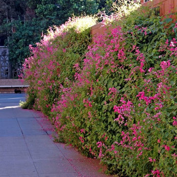 Queen's Wreath Vine
