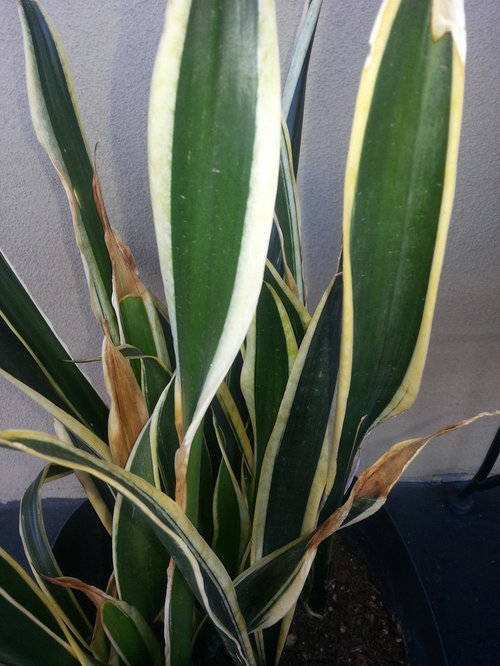 Snake plant withering