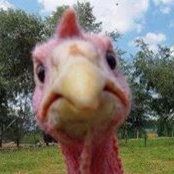 Perica Ostojic's photo