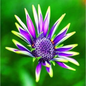 Photo de C Nature