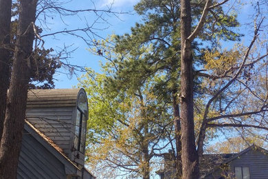 Large Pine Removal