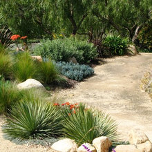 Mexican feather grass