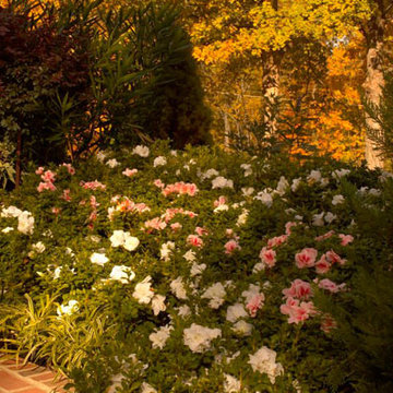 Encore Azalea Landscape
