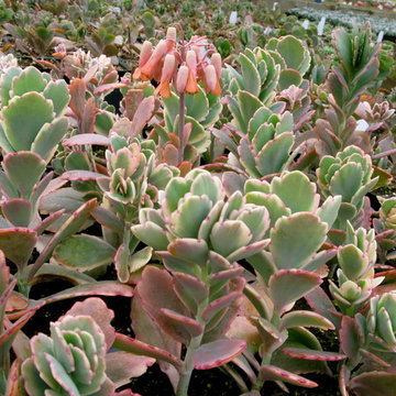kalanchoe